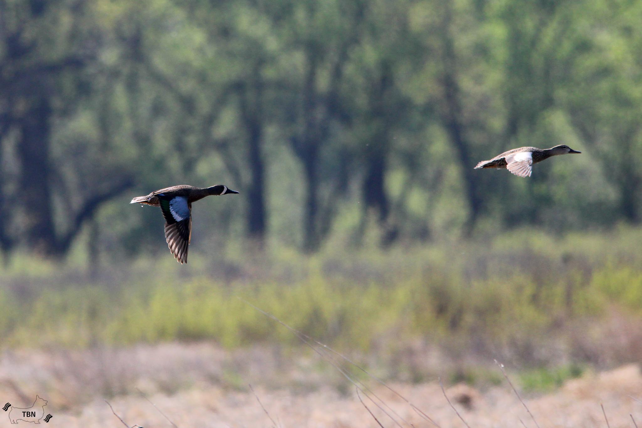 Blue-Winged Teal